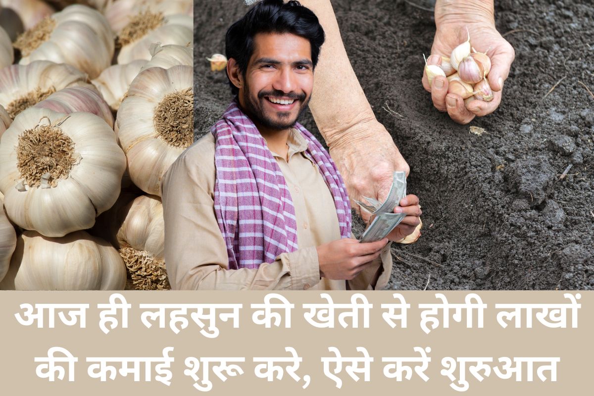 Best Garlic Farming Business Plan Taza Time: आज ही लहसुन की खेती से होगी लाखों की कमाई शुरू करे